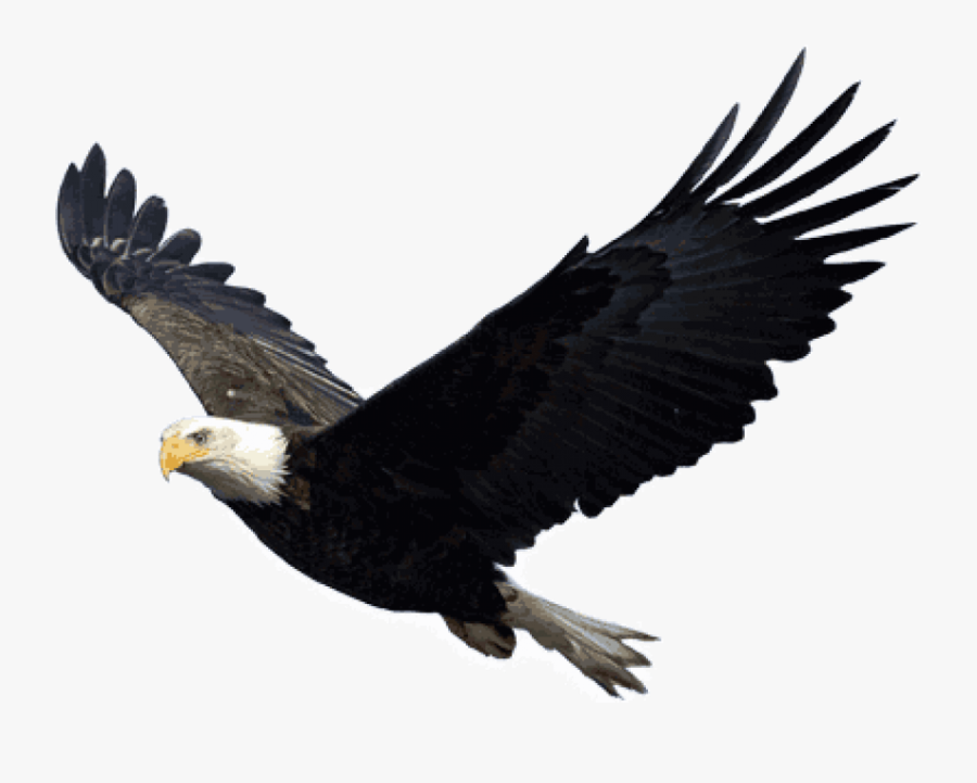 Transparent Baby Eagle Clipart - Eagle Transparent, Transparent Clipart
