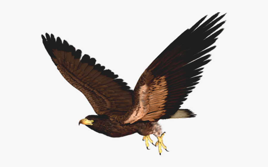 Hawkclip Art, Transparent Clipart