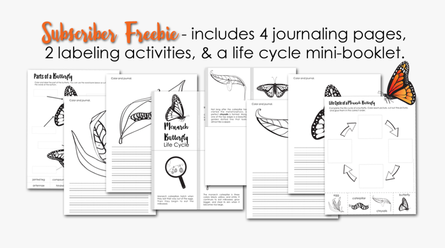 Monarch Butterfly Life Cycle Printables Subscriber - Monarch Writing Sheet, Transparent Clipart