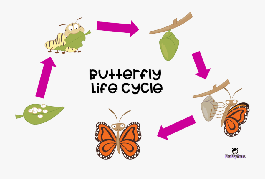 เรื่อง วงจร ชีวิต สัตว์, Transparent Clipart