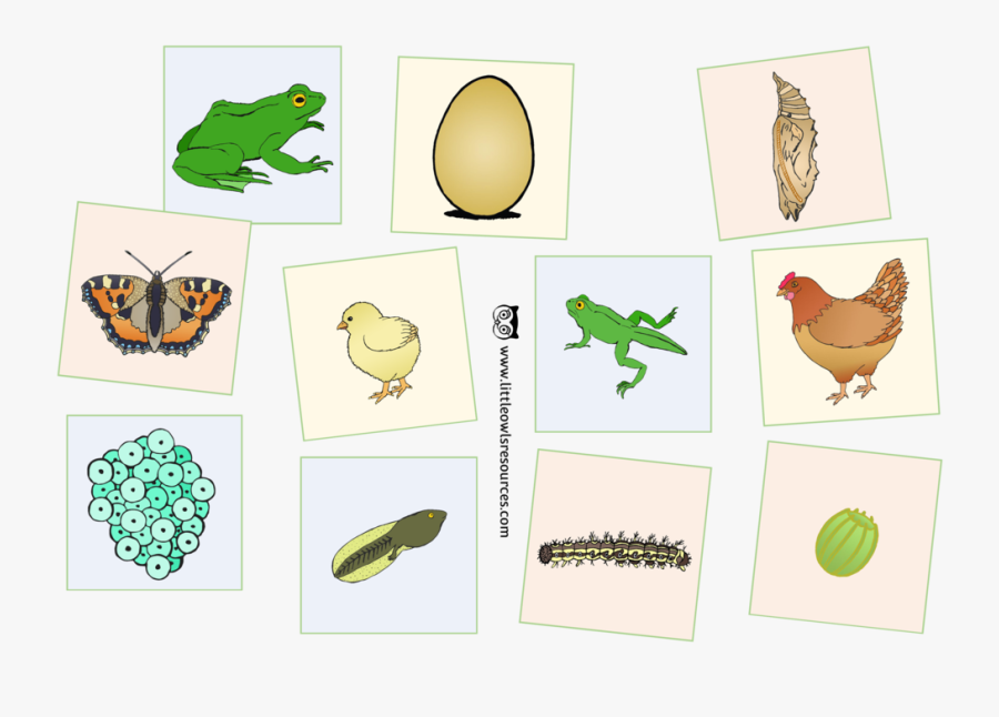 Life Cycle Cards Cover, Transparent Clipart