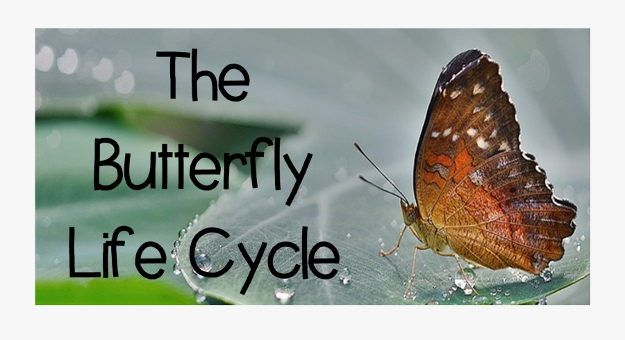 Butterfly On Water, Transparent Clipart