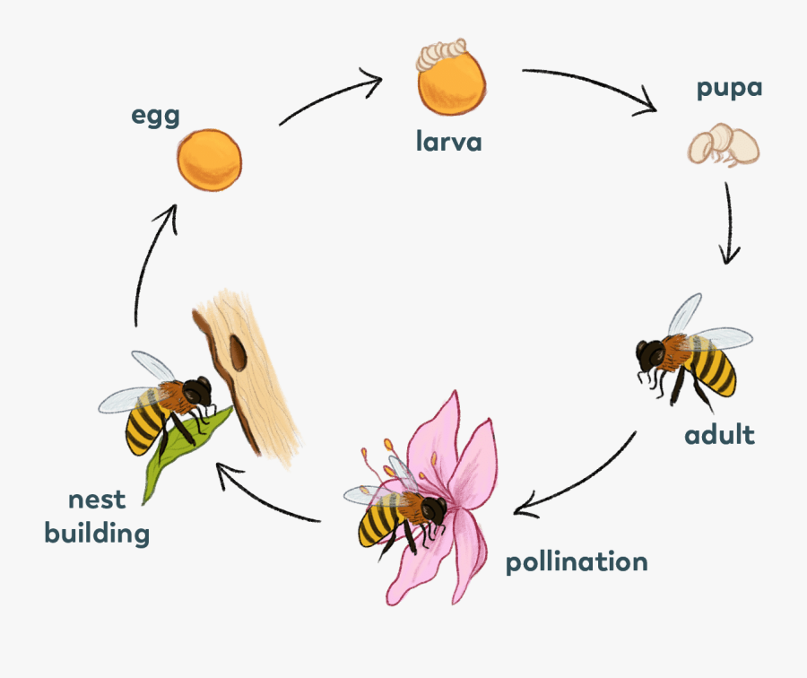 Solitary-bee - Solitary Bee Life Cycle, Transparent Clipart