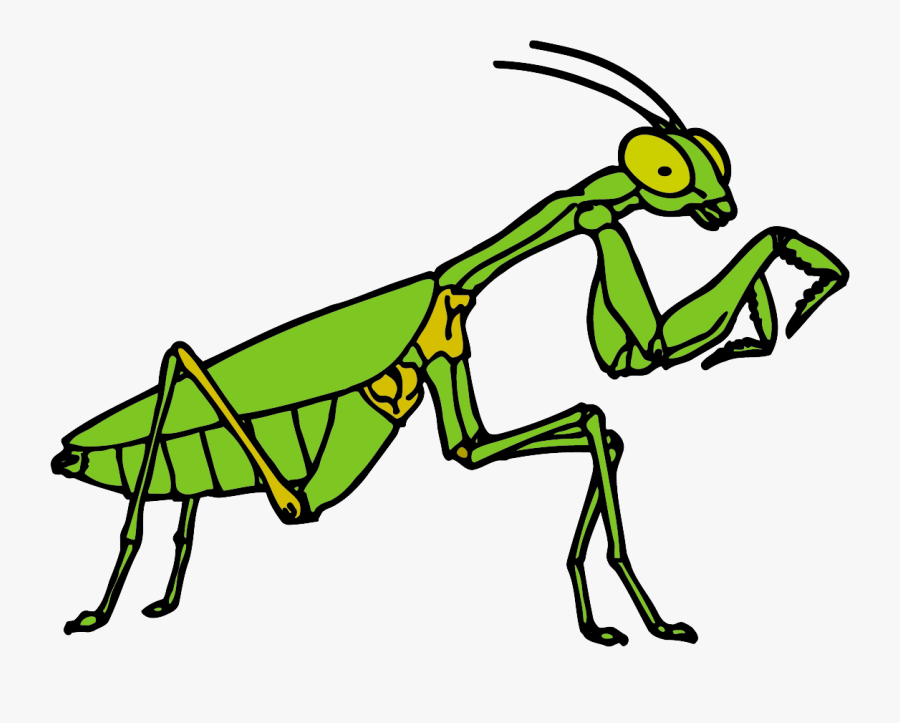 Free Clipart Praying Mantis , Png Download - Free Praying Mantis Clipart, Transparent Clipart
