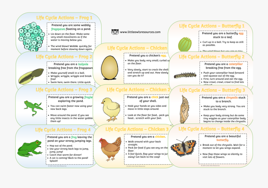 Life Cycle Movement Cards, Transparent Clipart