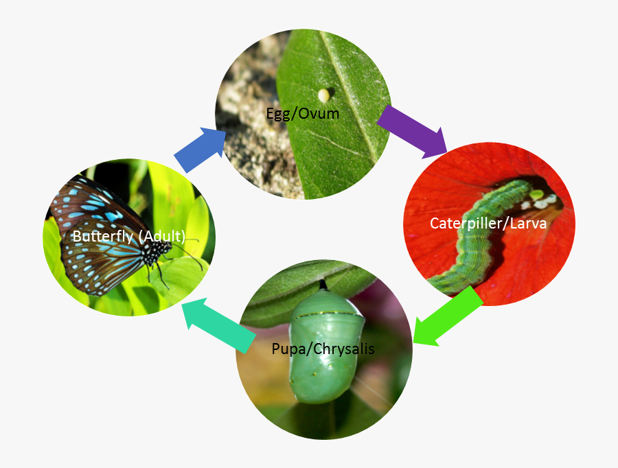 Picture Caterpillar Egg On Leaf , Free Transparent Clipart ClipartKey