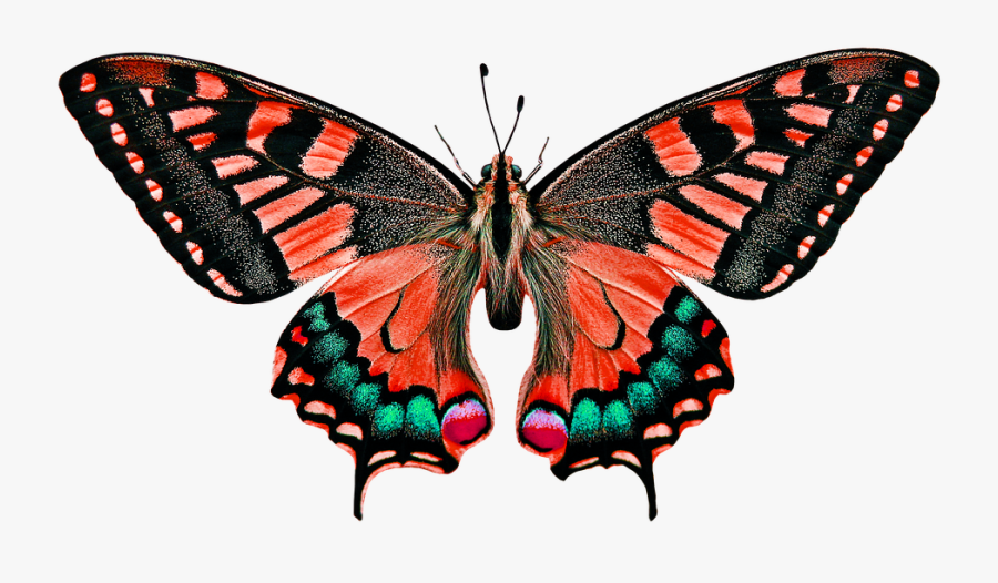 Butterfly Names, Transparent Clipart