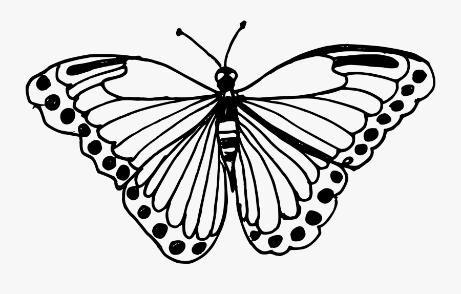 Drawing Insect Butterfly - Butterfly Drawing Transparent Background, Transparent Clipart