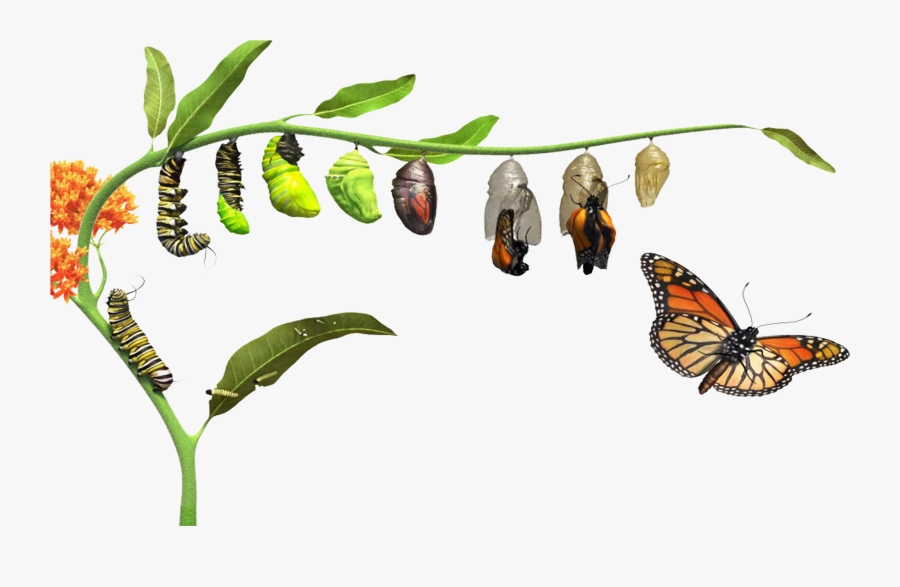 Butterfly Life Cycle Png, Transparent Clipart
