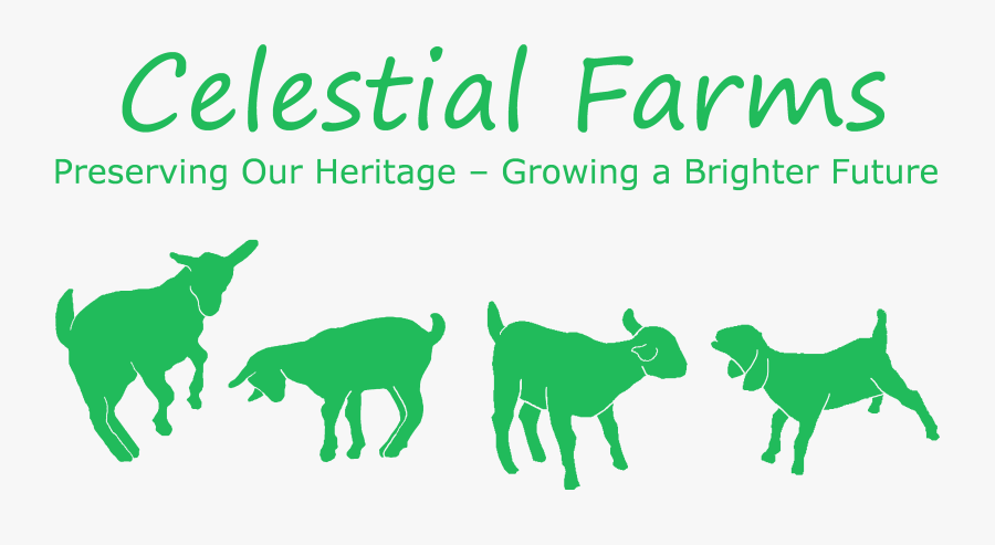 Confest Condet, Transparent Clipart