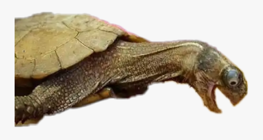 #turtle #funny #crazy #weird #socks - Slug, Transparent Clipart