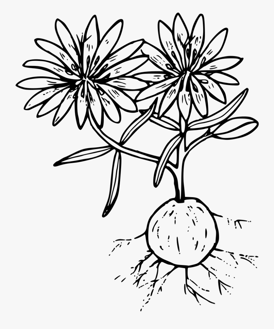 Three-leaf Lewisia - Line Art, Transparent Clipart
