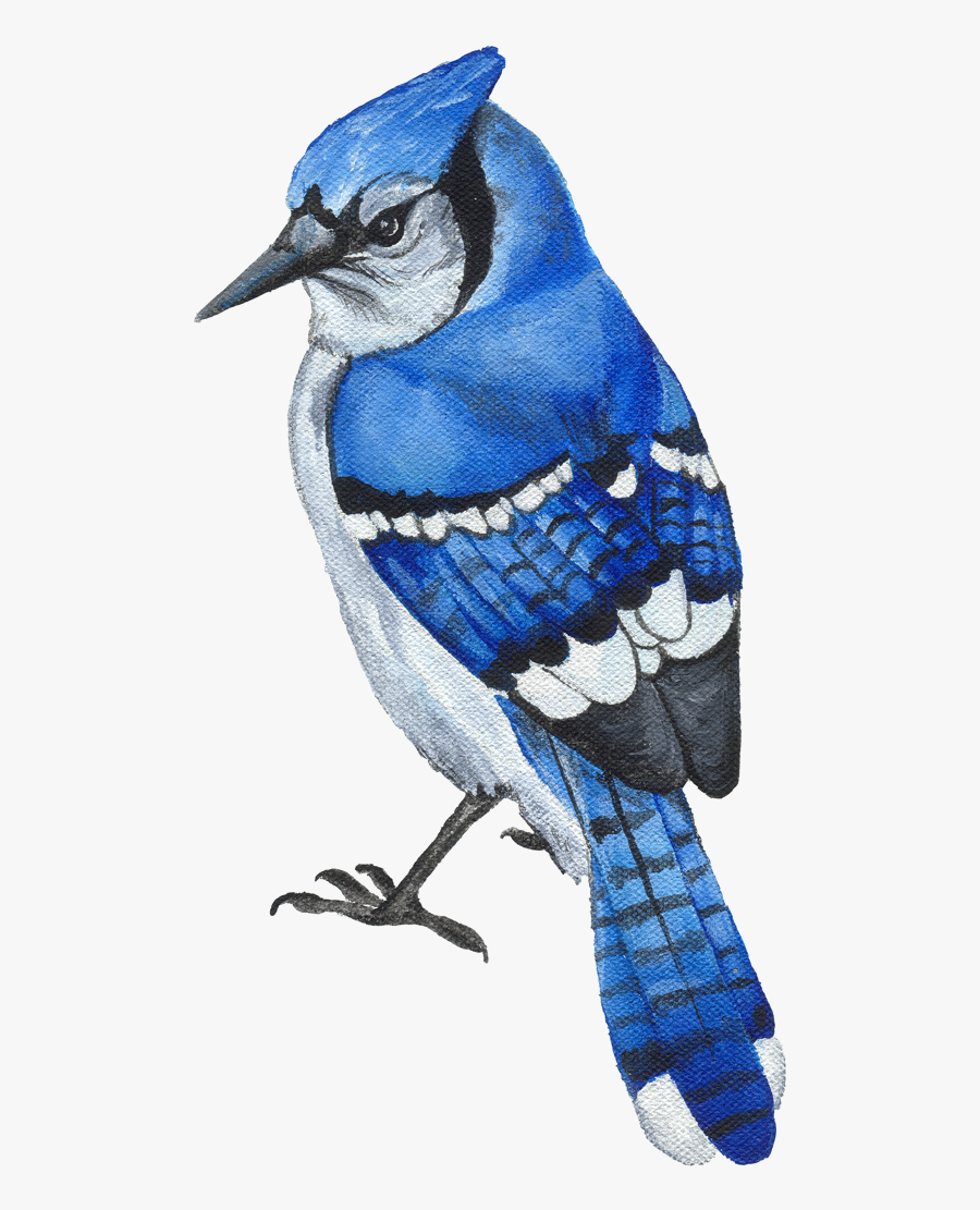 Blue Jay Clipart Transparent Png - Bird Flying Blue Jay, Transparent Clipart