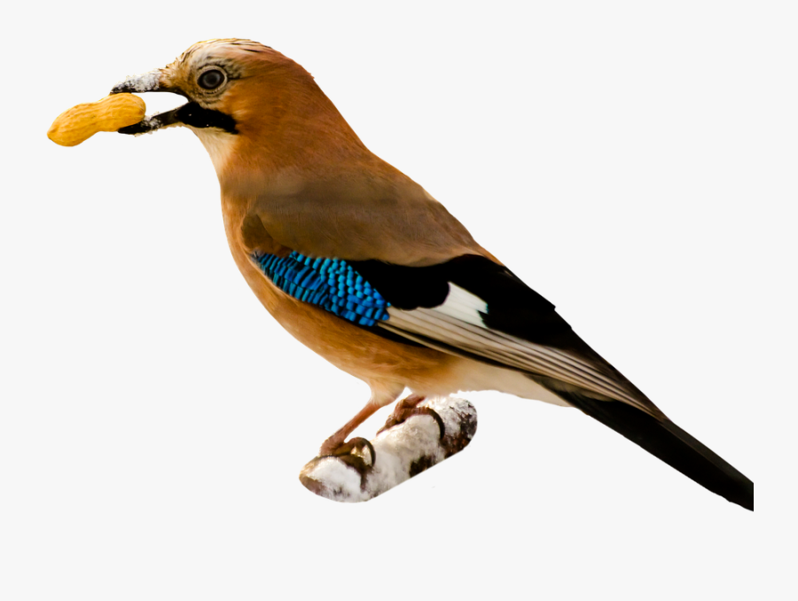 Bird Eating Png, Transparent Clipart