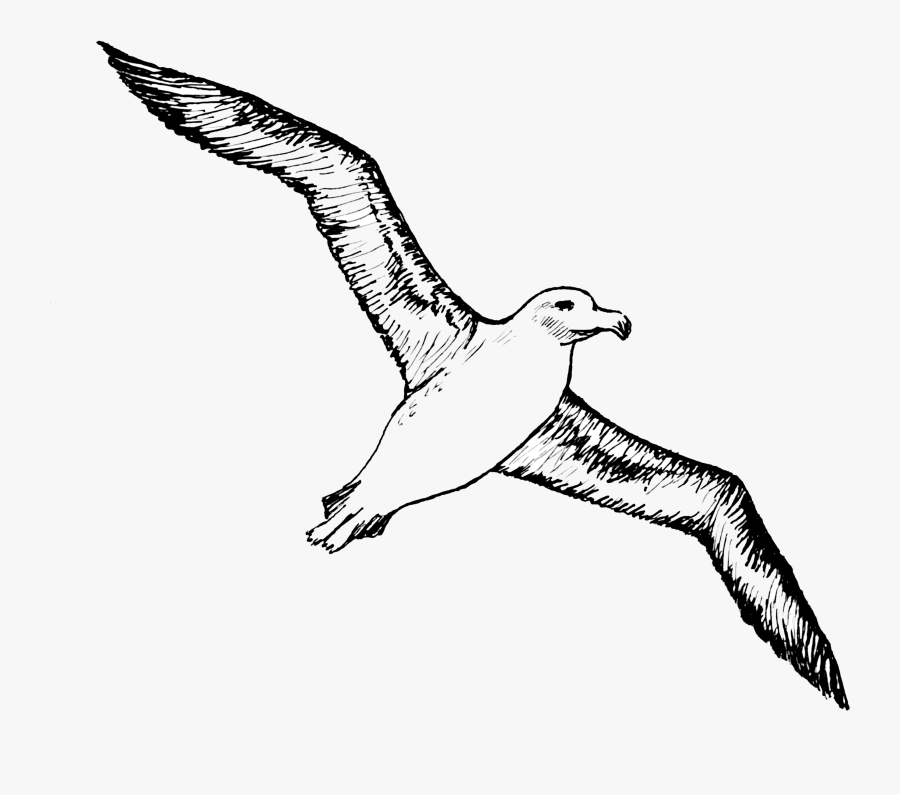 Albatross Clipart Coloring Page, Printable Albatross - Albatross Clipart, Transparent Clipart