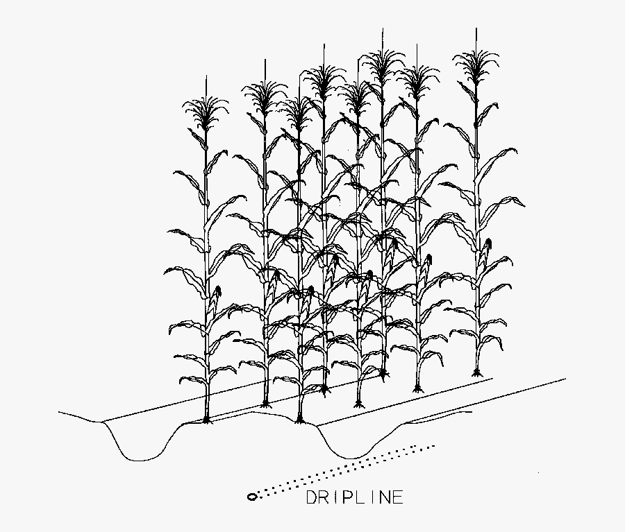 Physical Arrangement Of The Subsurface Dripline In - Rows Of Corn Drawing, Transparent Clipart