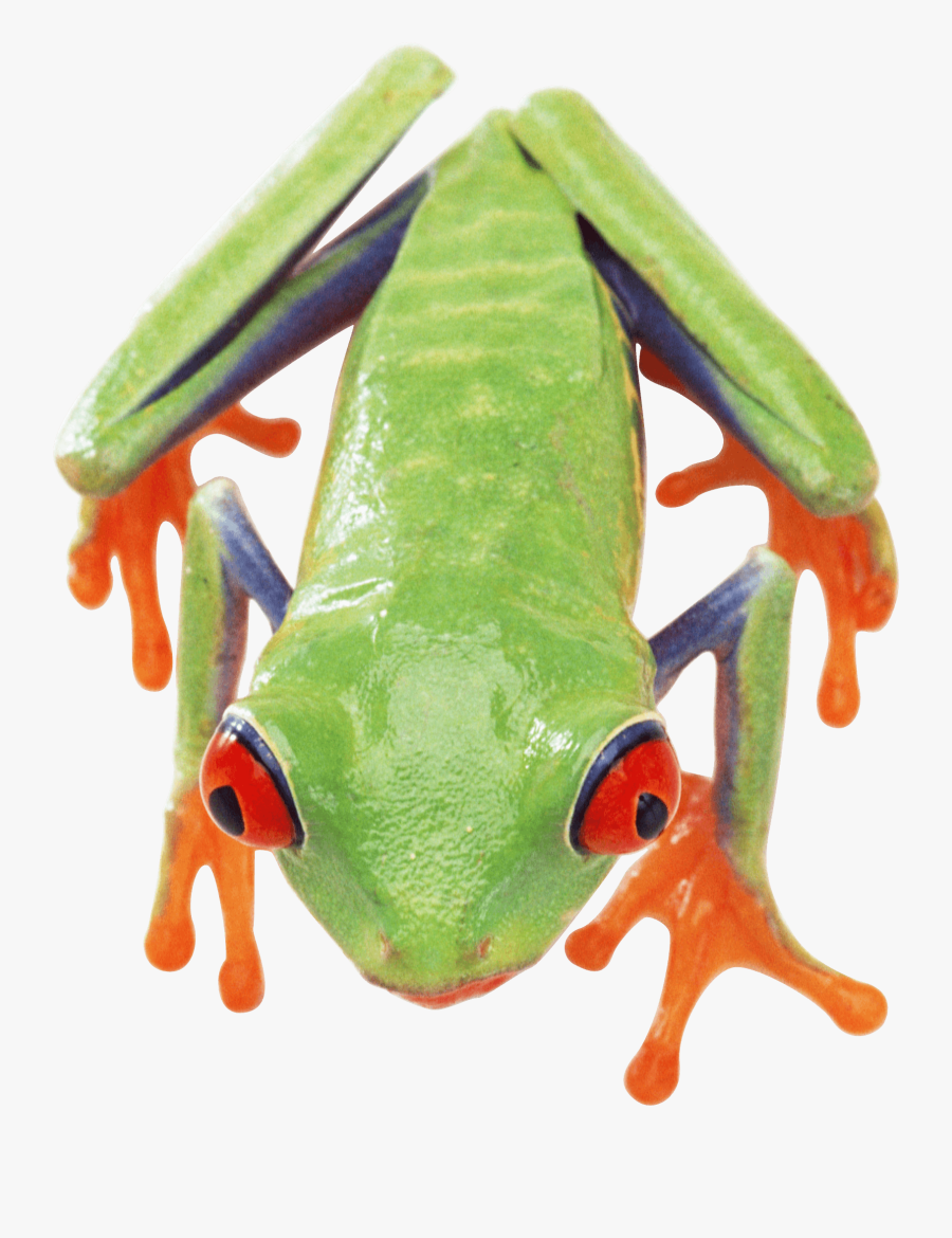 Frog Top Png, Transparent Clipart
