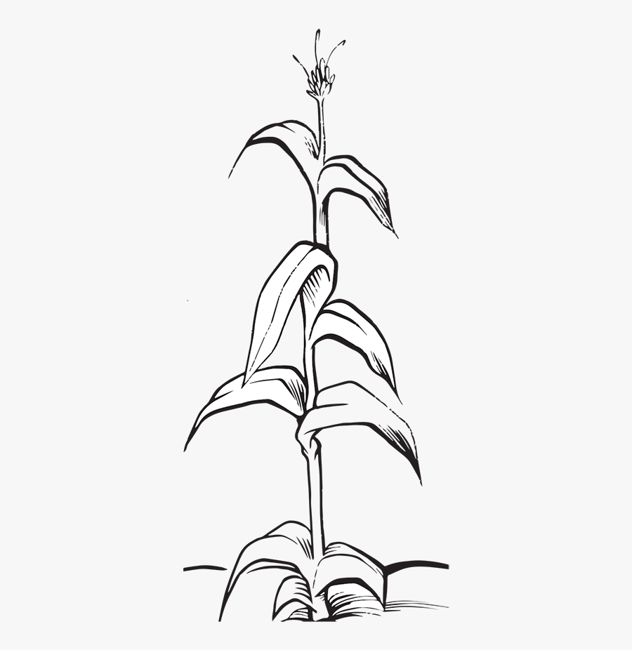 People And Plants Need - Corn Black And White, Transparent Clipart
