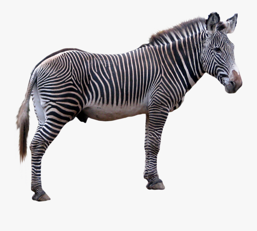 Zebra Png Images, Transparent Clipart