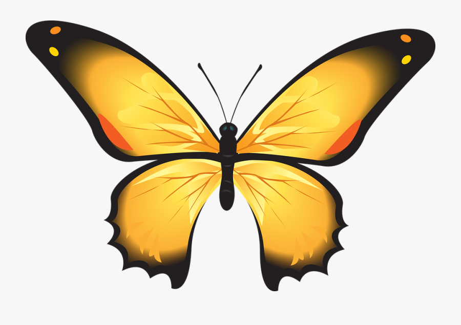 Yellow Butterfly Clipart 15, Buy Clip Art - Sketsa Gambar Kupu Kupu, Transparent Clipart