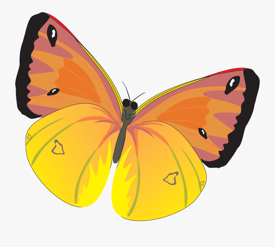 Butterfly Png Image - Бабочки Картинки Пнг, Transparent Clipart