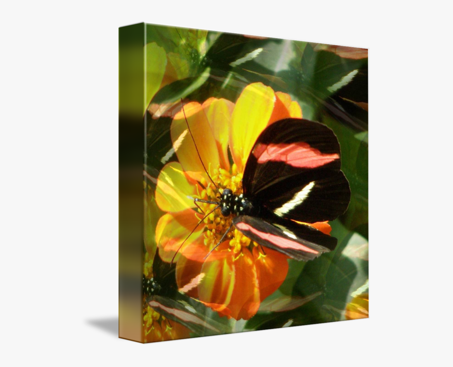 Clip Art Butterfly On Flower - Common Zinnia, Transparent Clipart