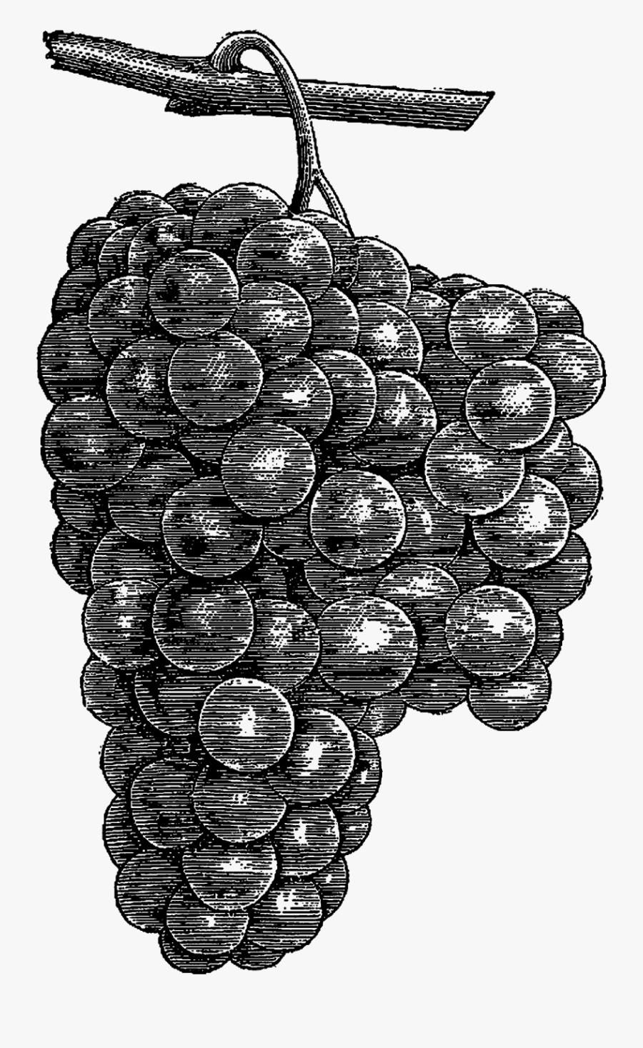 Grapes Fruit Clipart Digital Download Artwork Drawing - Sultana, Transparent Clipart