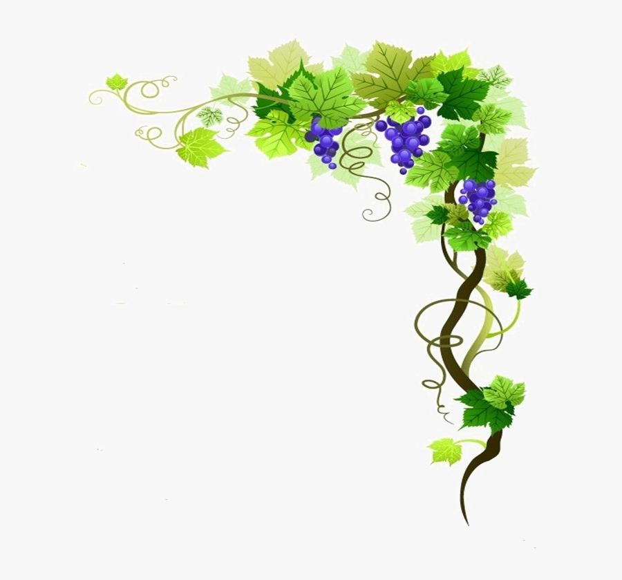 Grape Vine Png - Grape Vine Border Png, Transparent Clipart