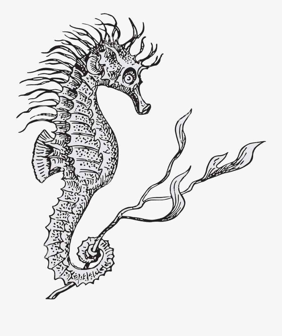 Clip Art Seahorse Sketch - Hippocampus Tattoo, Transparent Clipart
