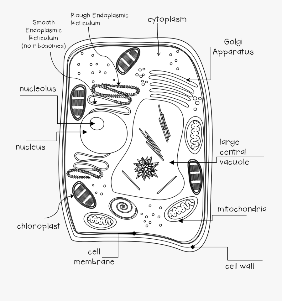 Doodle, Transparent Clipart