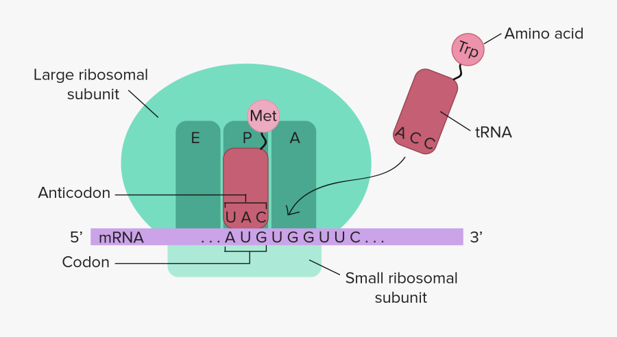 Transparent Plant Cell Clipart - Sitio P Del Ribosoma, Transparent Clipart