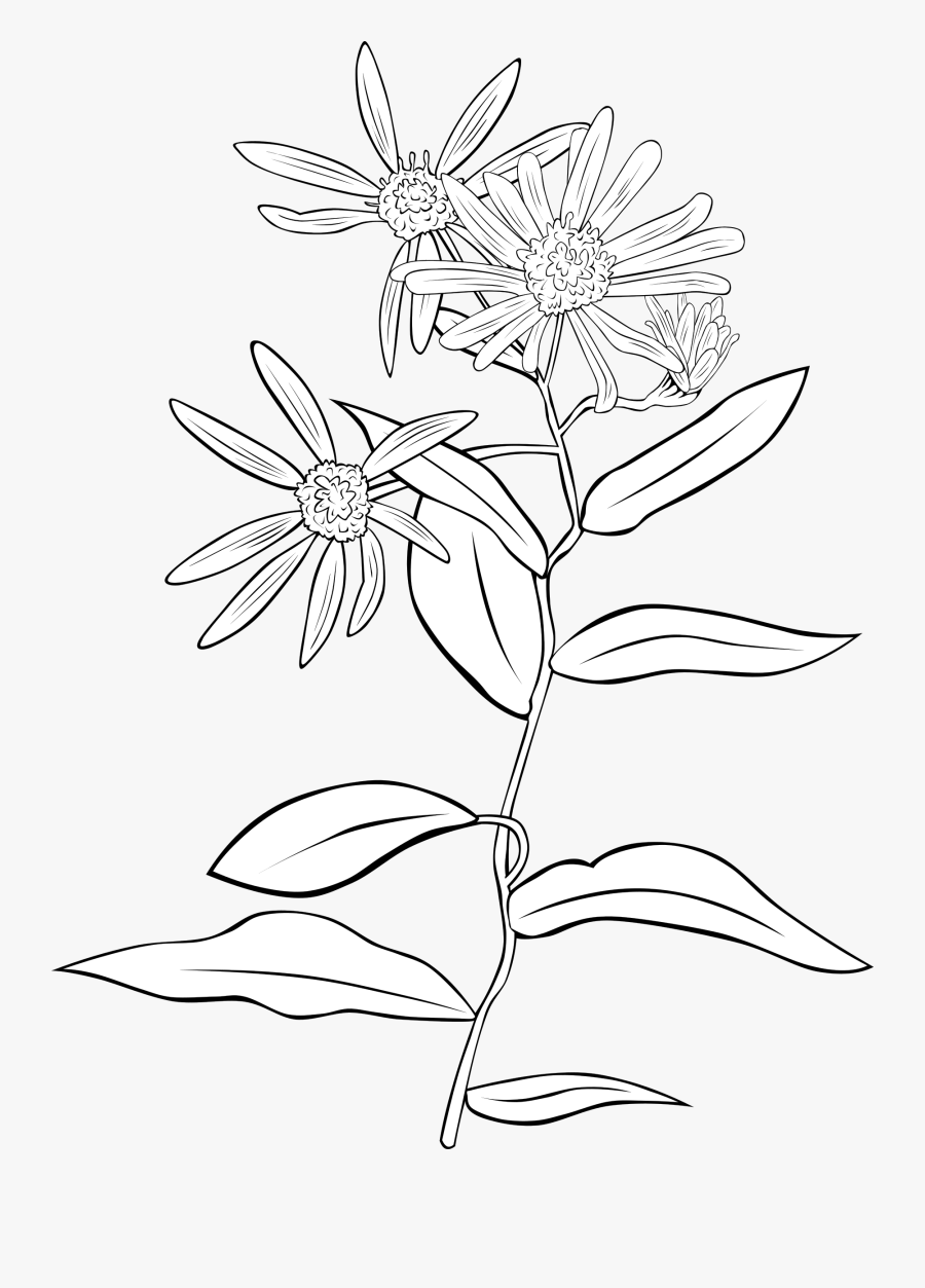 Symmetry,monochrome Photography,petal - Label The Parts Of Plants, Transparent Clipart