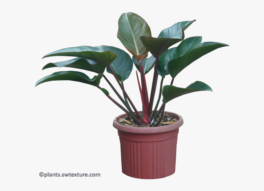 Philodendron "red Congo - Red Congo Plant Transparent, Transparent Clipart