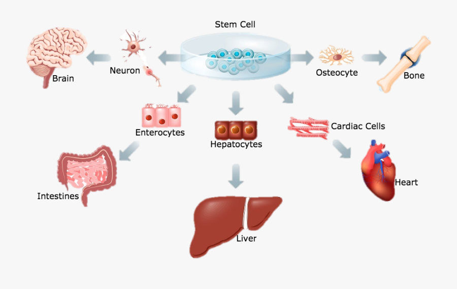 Stem Cells, Transparent Clipart