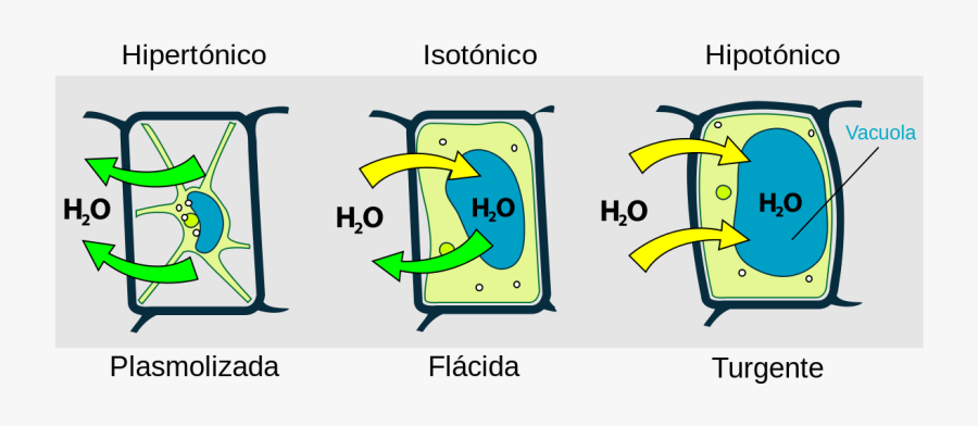 Osmosis - Turgid Flaccid And Plasmolysed, Transparent Clipart