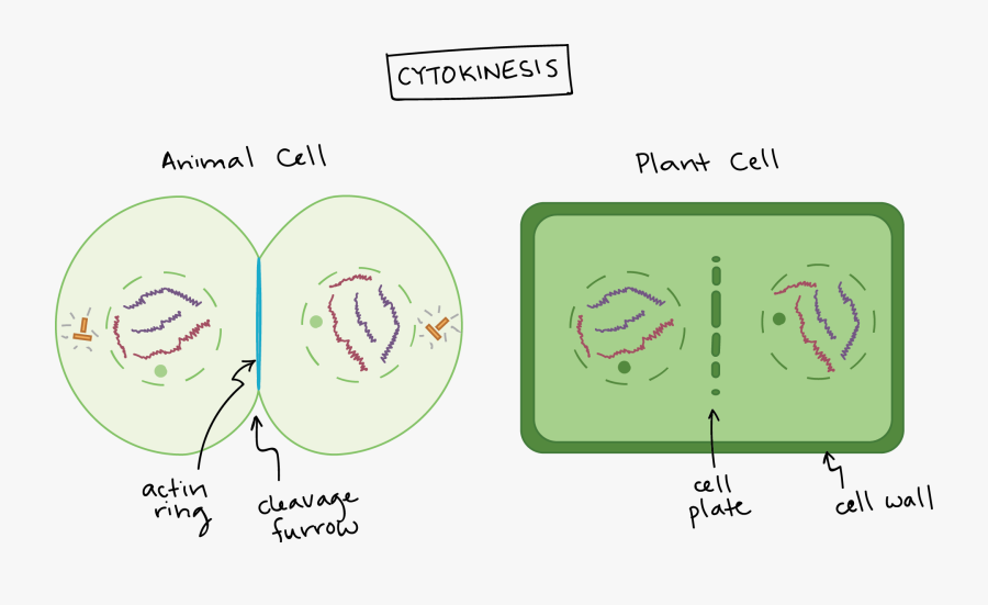 Collection Of Labeled - Animal Cell Cytokinesis, Transparent Clipart