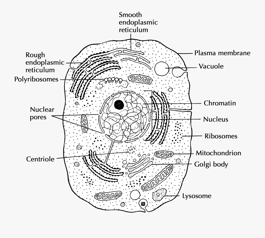 Structure And Function Cells - Animal Cell Simple Drawing, Transparent Clipart