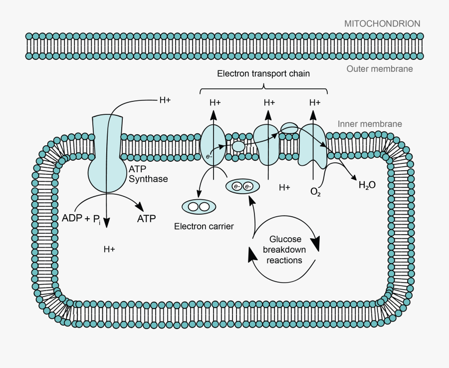 Drawing Quizzes Cell Diagram - Electron Transport Chain Location, Transparent Clipart