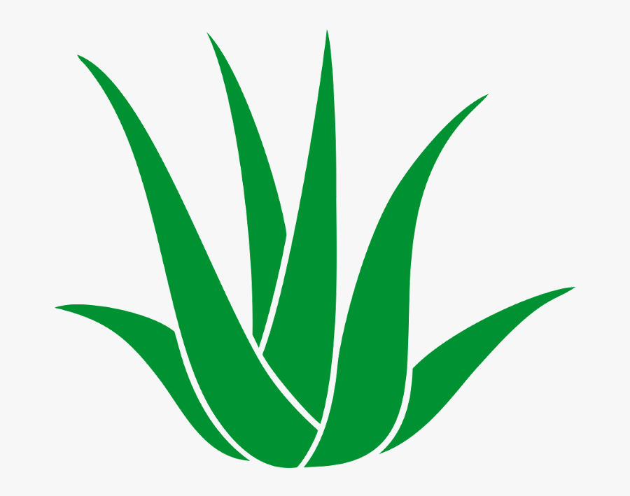 Good Medical Balance Center Chemnitz In Chemnitz With - Agave Azul, Transparent Clipart