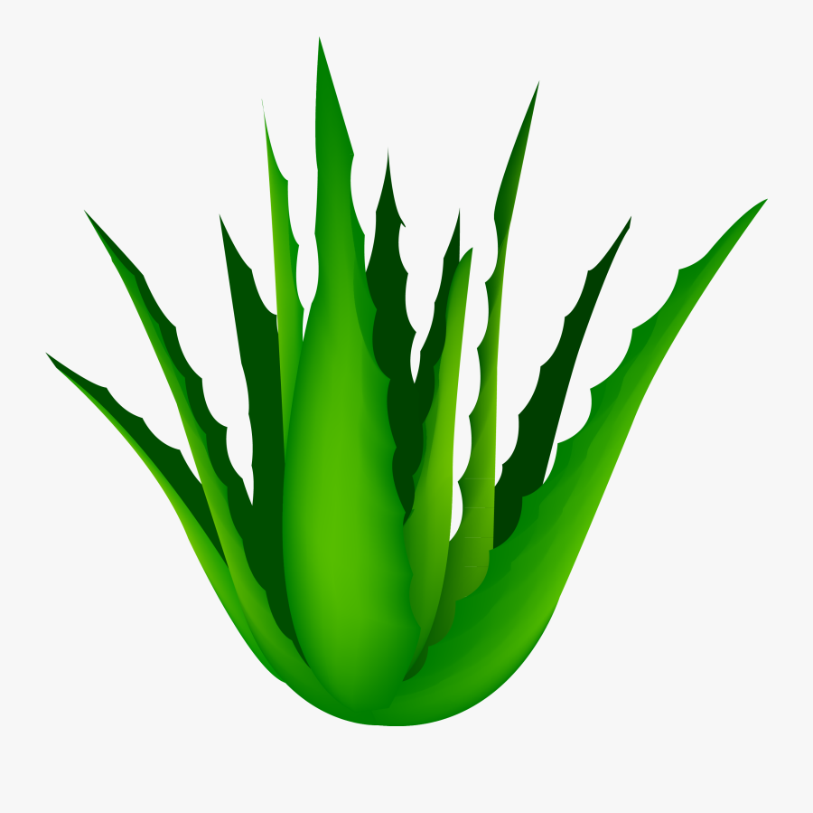 Clip Art Free Agave Vector Cartoon - Aloe Vera Transparent Background, Transparent Clipart