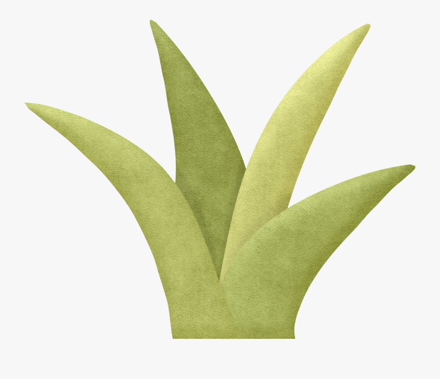 Transparent Pond Clipart - Agave, Transparent Clipart