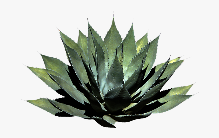 Houseplant - Plant Png, Transparent Clipart