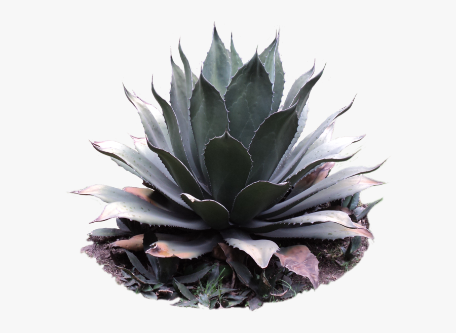 Transparent Agave Clipart - Transparent Plant Png, Transparent Clipart