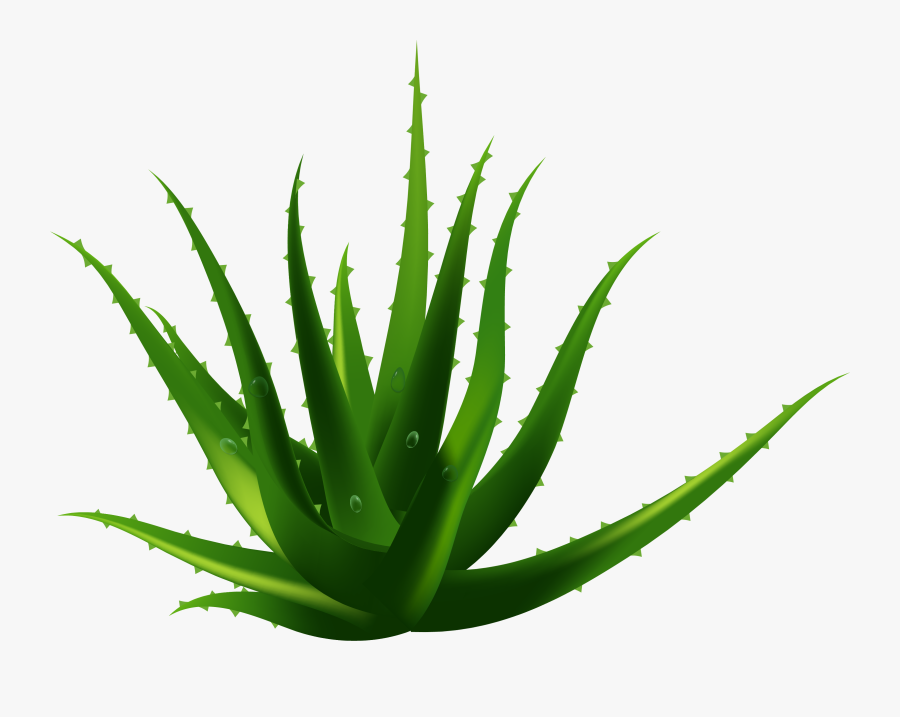 Transparent Agave Clipart - Aloe Vera Png Hd, Transparent Clipart