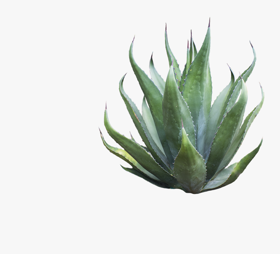 Agave Azul , Png Download - Agave Png, Transparent Clipart