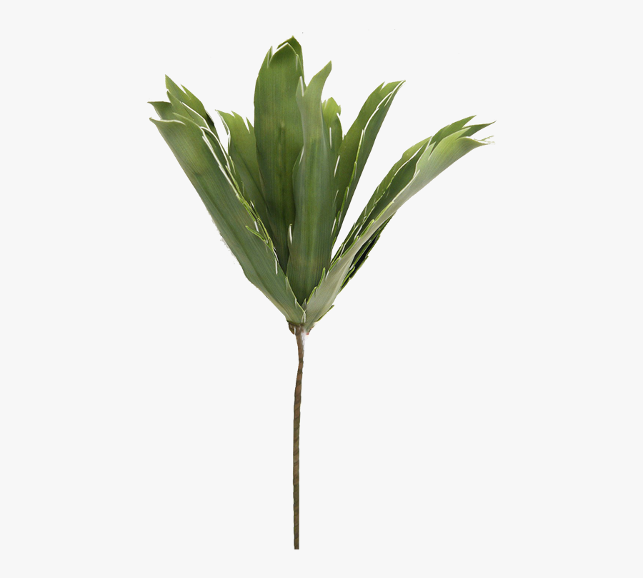 Transparent Stem Cell Clipart - Grass, Transparent Clipart