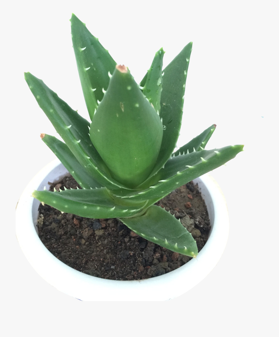 Transparent Indoor Plant Png - Transparent Png Aloe Vera Plant Png, Transparent Clipart