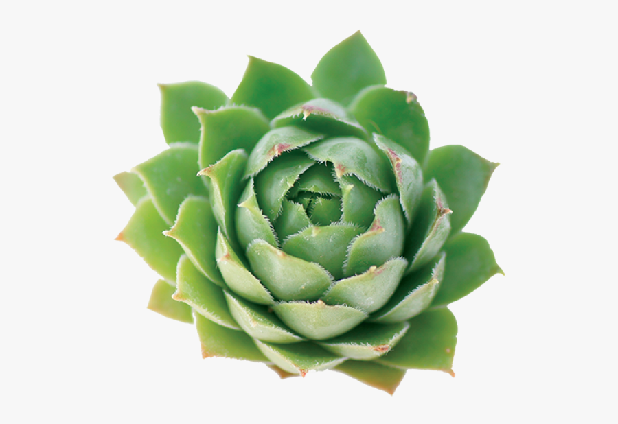 Agave, Transparent Clipart