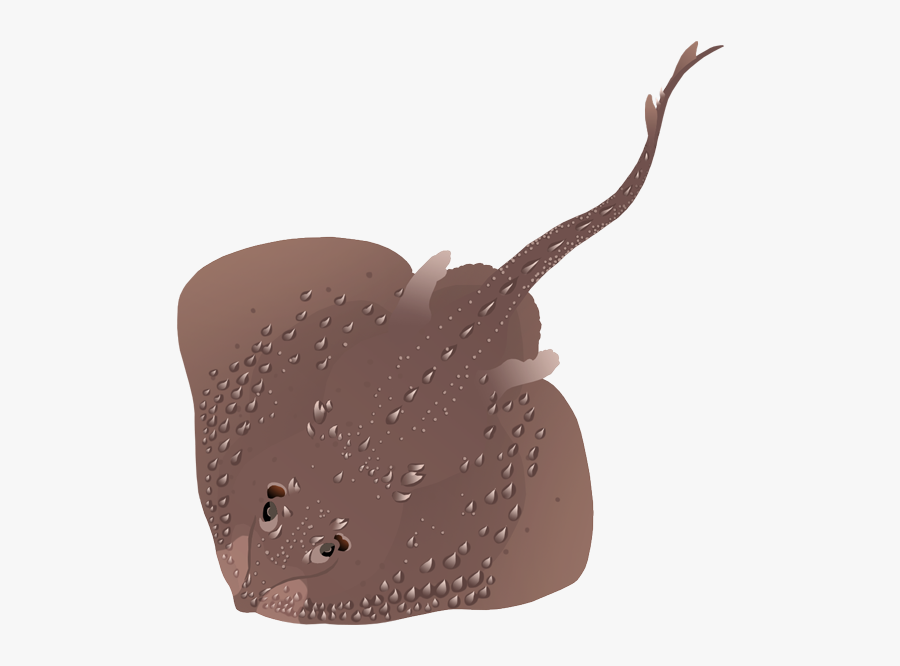 Thorny Skate - Freshwater Whipray, Transparent Clipart