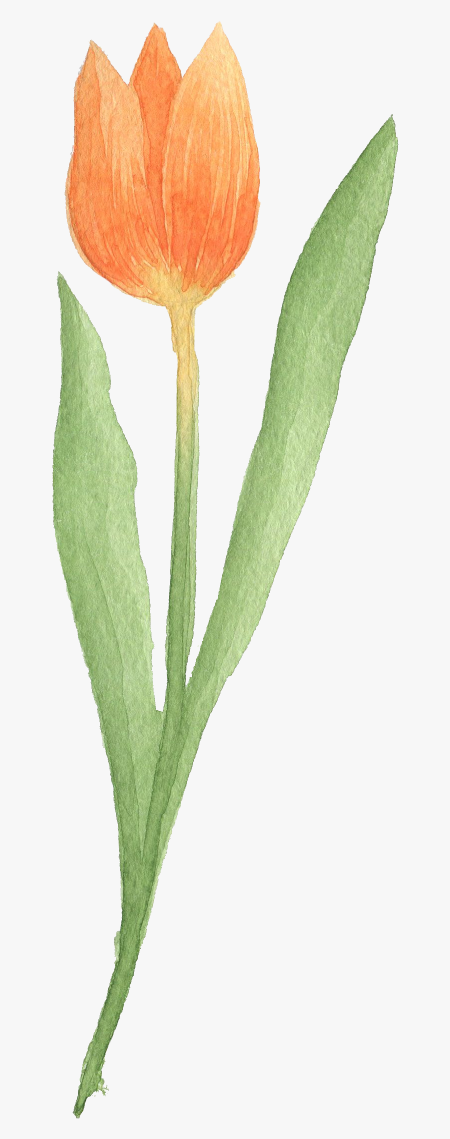 Transparent Agave Clipart - Grass, Transparent Clipart